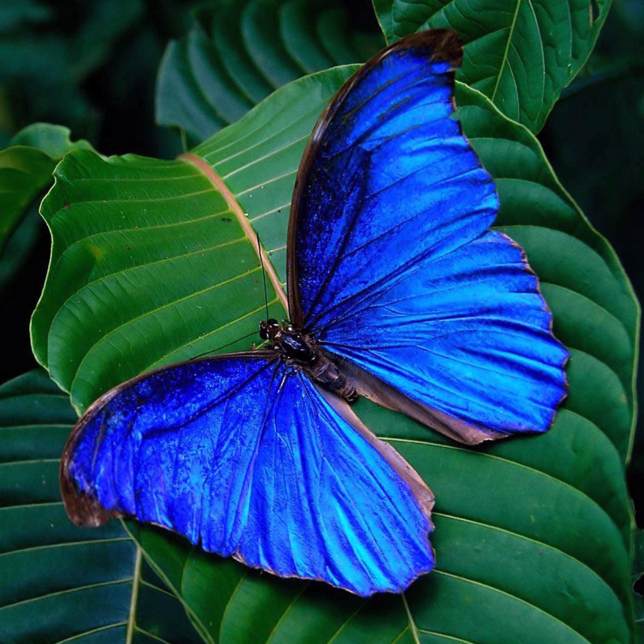 Обои Blue Butterfly 2048x2048