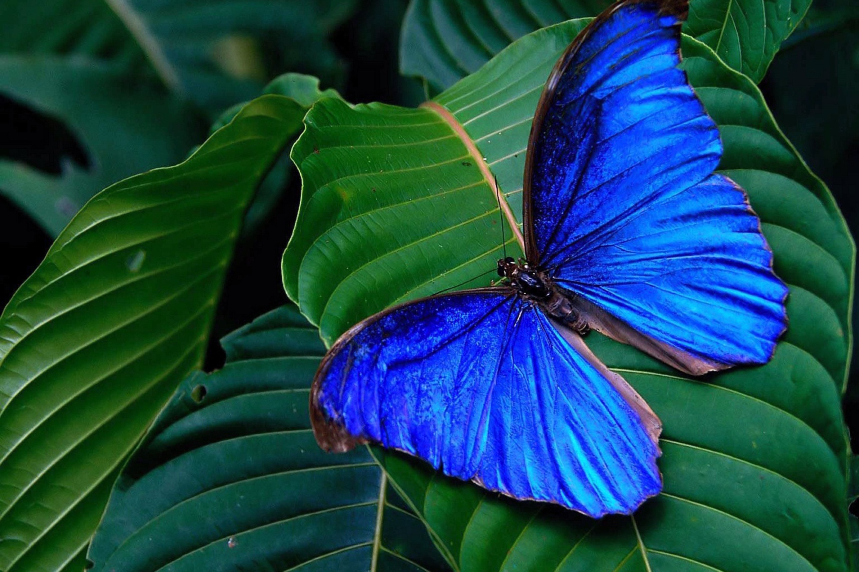 Fondo de pantalla Blue Butterfly 2880x1920