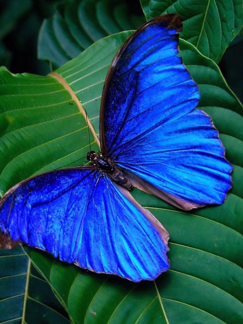 Das Blue Butterfly Wallpaper 480x640