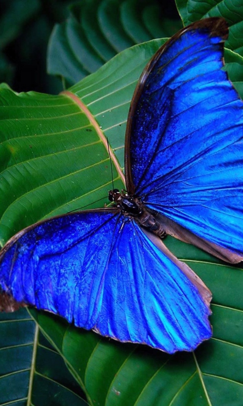 Fondo de pantalla Blue Butterfly 480x800