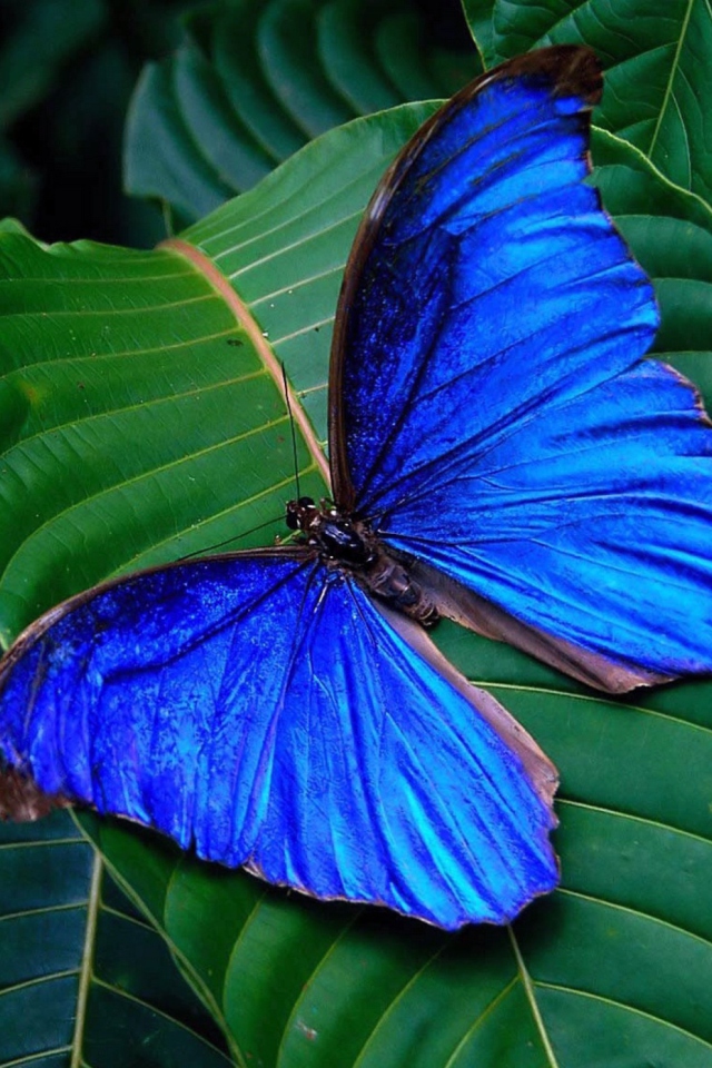 Das Blue Butterfly Wallpaper 640x960