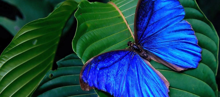 Fondo de pantalla Blue Butterfly 720x320