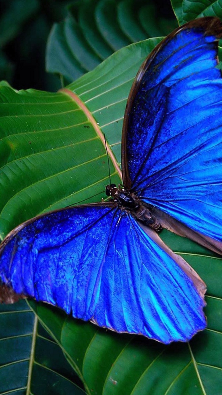 Das Blue Butterfly Wallpaper 750x1334