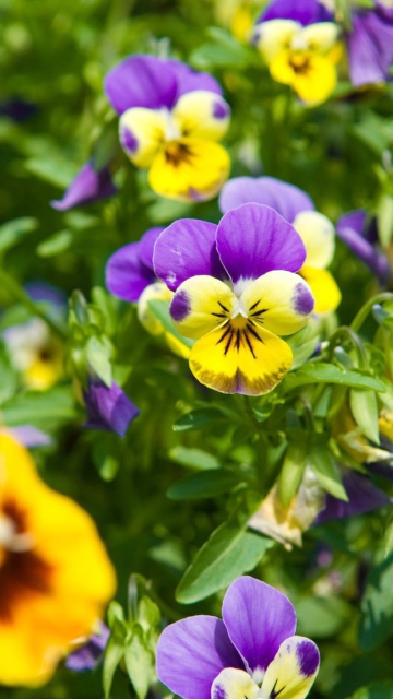 Pansy wallpaper 360x640