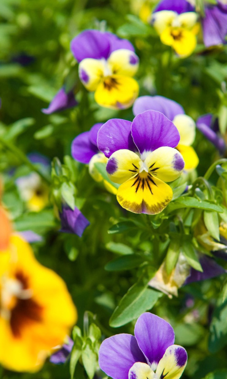 Pansy wallpaper 768x1280