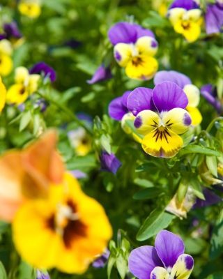 Free Pansy Picture for Nokia C2-05