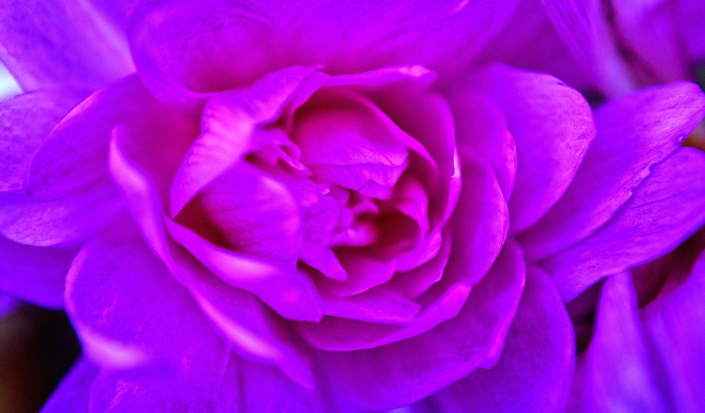 Purple Flower of Book screenshot #1 1024x600