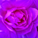 Sfondi Purple Flower of Book 128x128