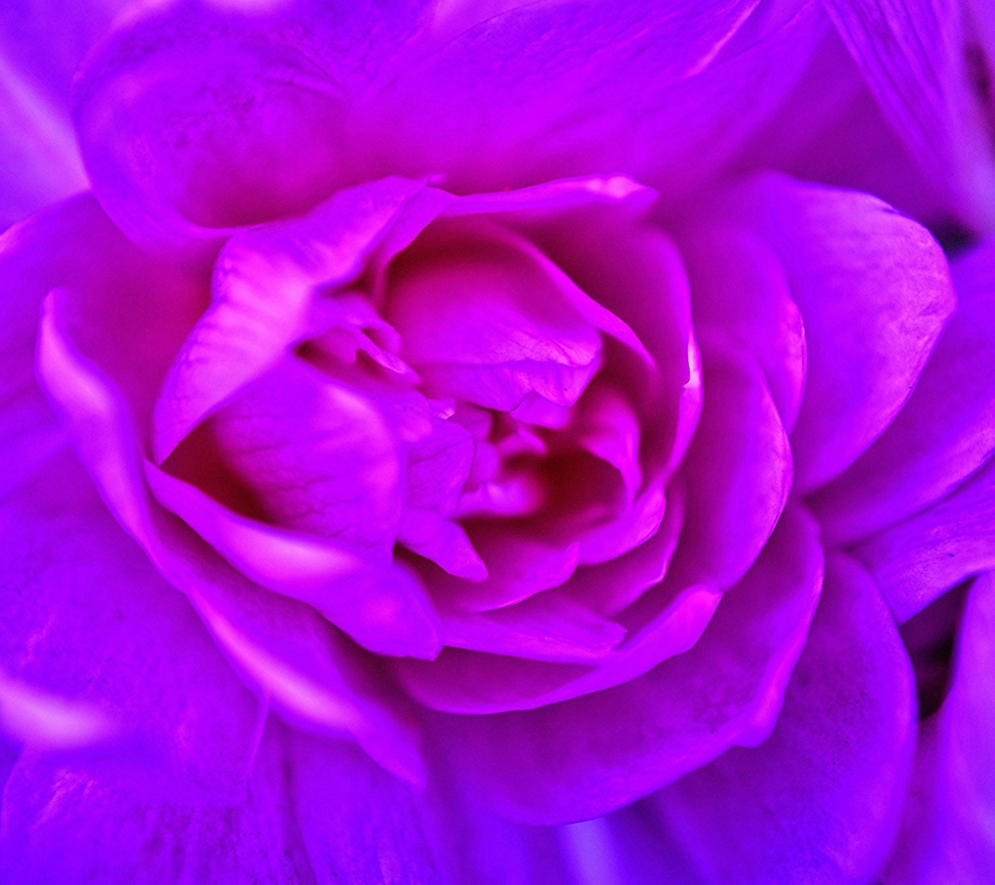 Screenshot №1 pro téma Purple Flower of Book 1440x1280