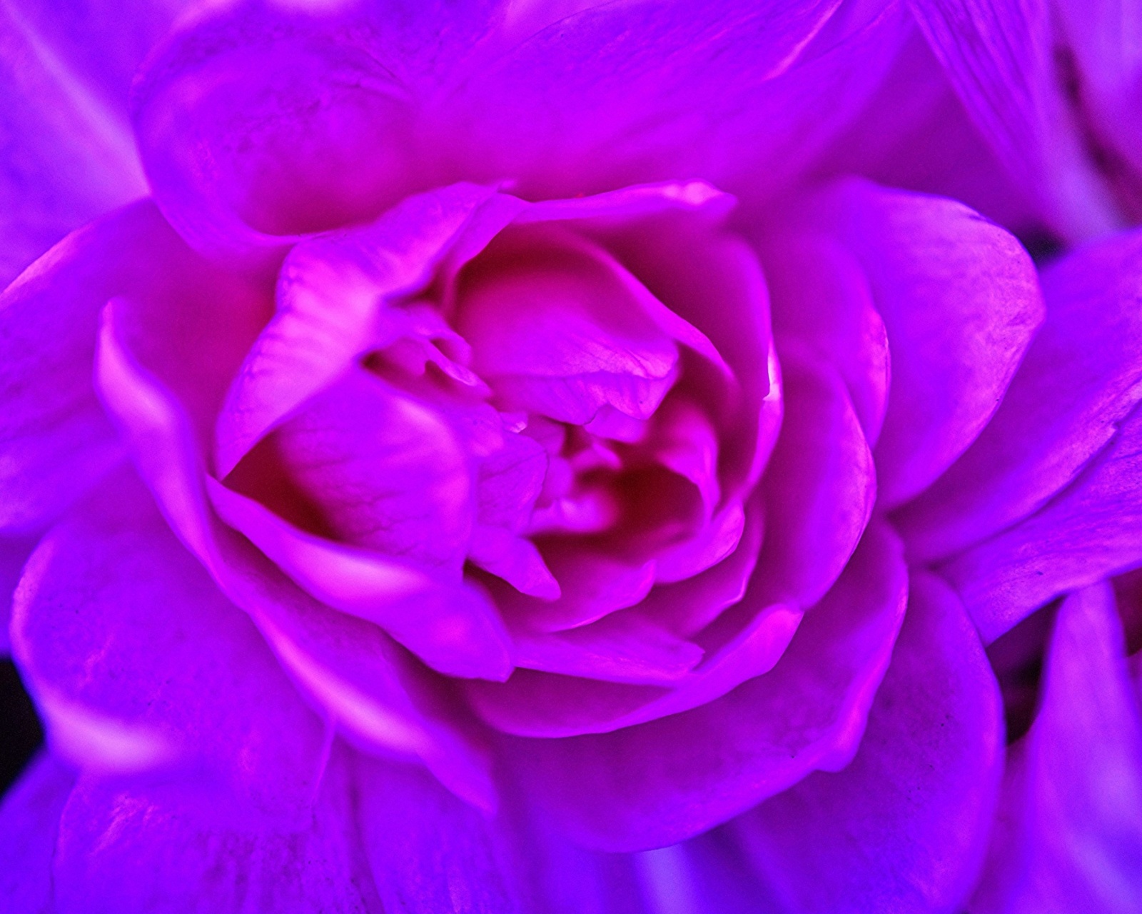 Screenshot №1 pro téma Purple Flower of Book 1600x1280
