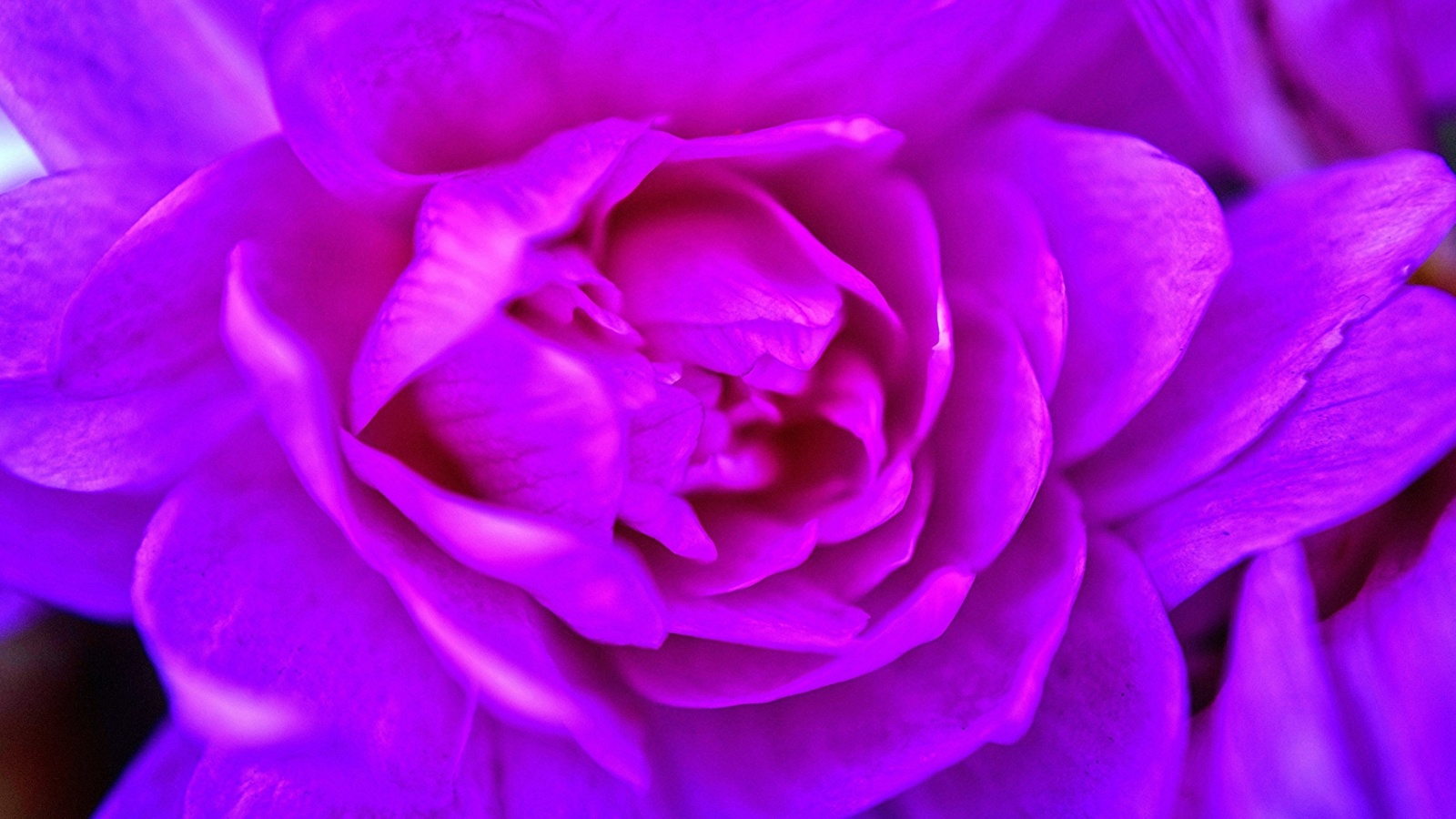 Purple Flower of Book screenshot #1 1600x900