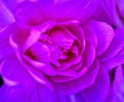 Purple Flower of Book wallpaper 176x144