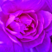 Purple Flower of Book wallpaper 208x208