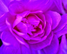 Fondo de pantalla Purple Flower of Book 220x176