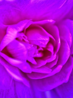 Fondo de pantalla Purple Flower of Book 240x320