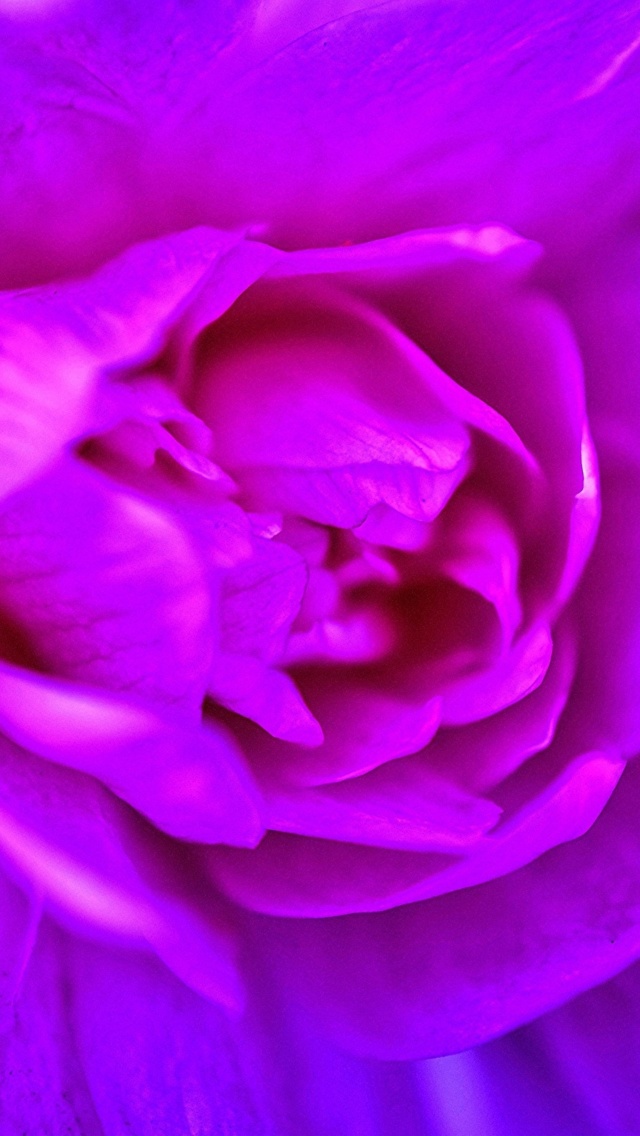 Das Purple Flower of Book Wallpaper 640x1136
