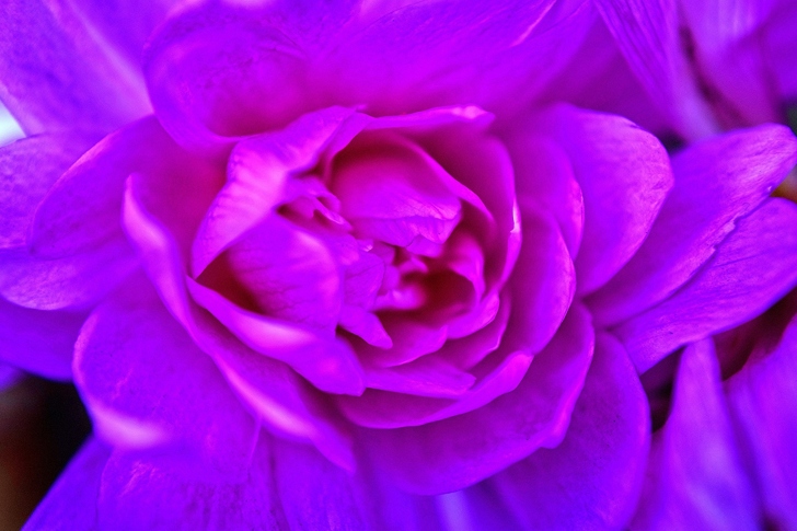 Обои Purple Flower of Book