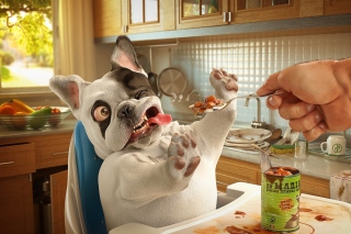 Dog Torment - Obrázkek zdarma pro HTC Desire HD