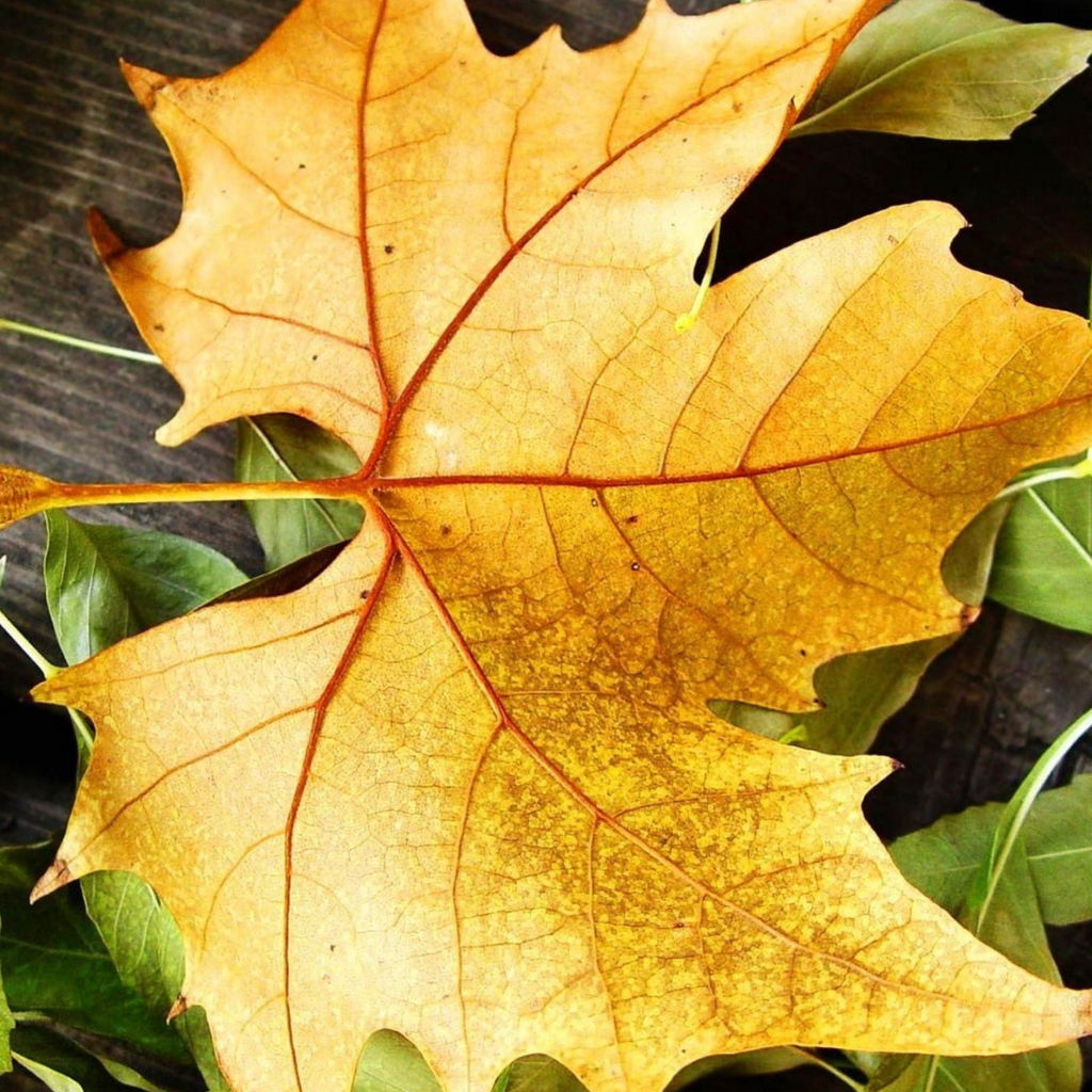 Yellow Foliage wallpaper 1024x1024