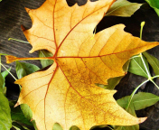 Yellow Foliage wallpaper 176x144