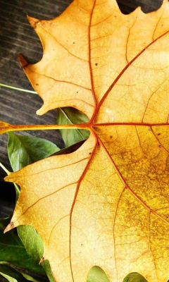 Yellow Foliage wallpaper 240x400