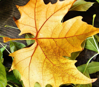 Kostenloses Yellow Foliage Wallpaper für iPad