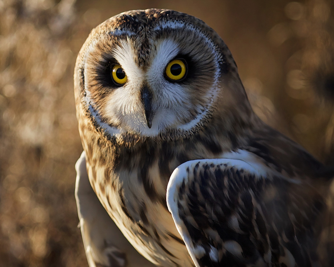 Owl wallpaper 1280x1024