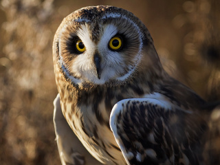 Sfondi Owl 320x240