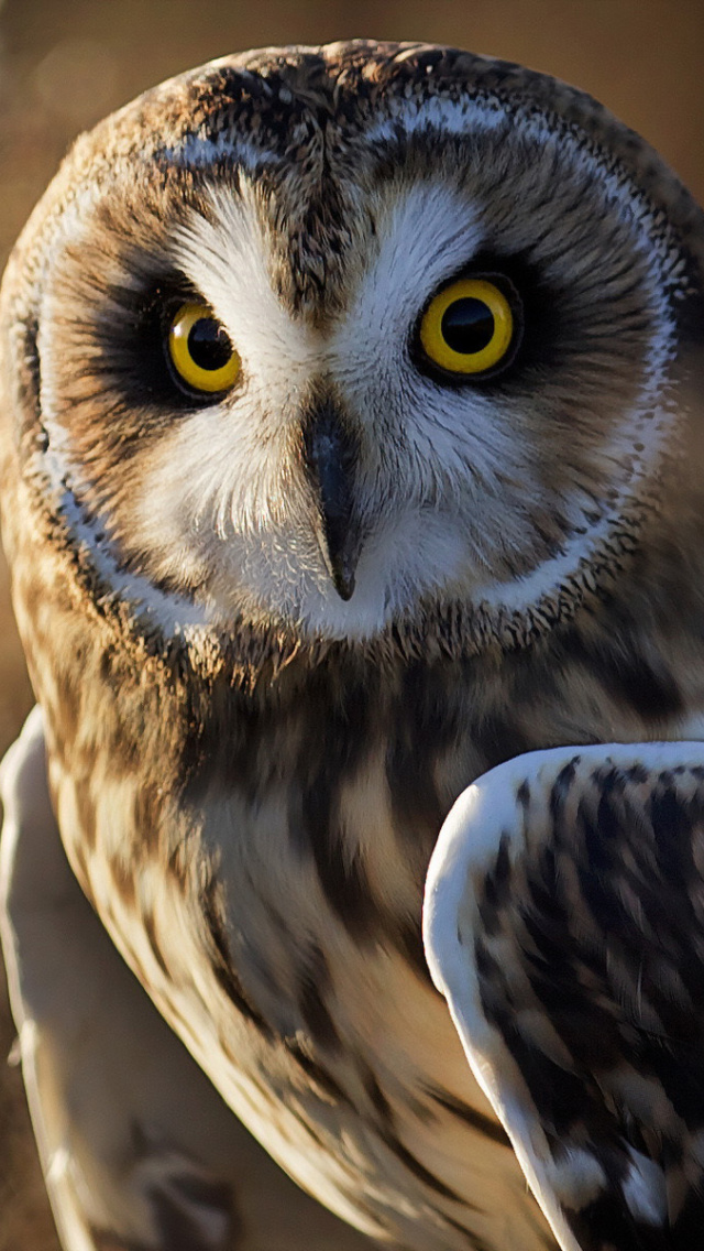 Fondo de pantalla Owl 640x1136