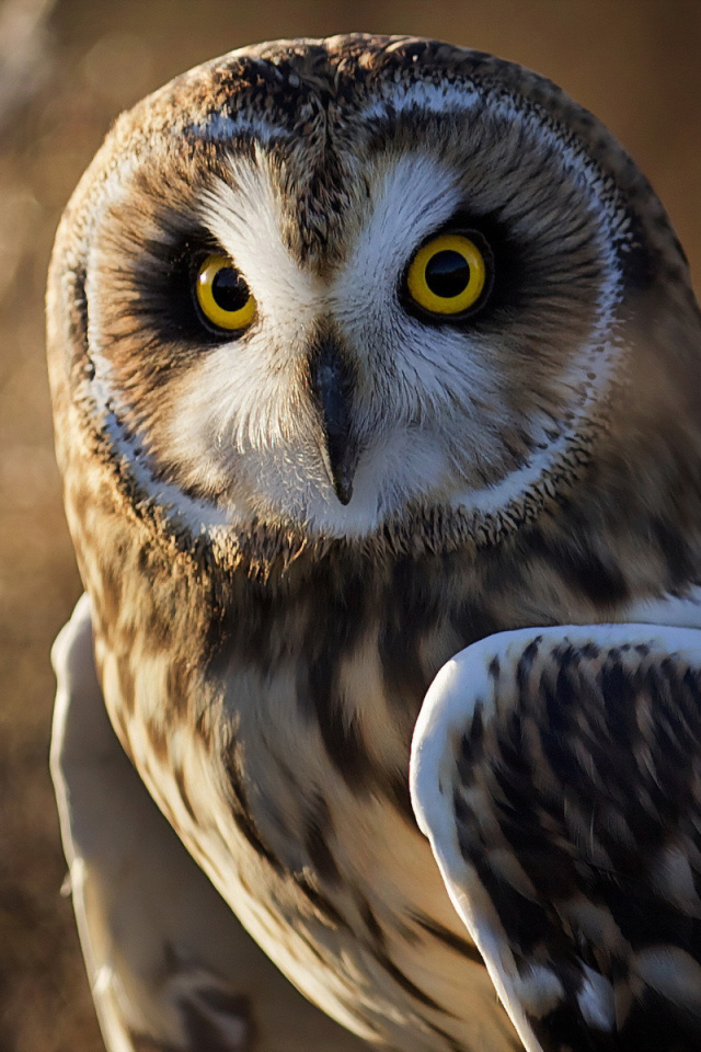 Fondo de pantalla Owl 640x960