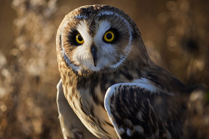 Owl-wide-i.jpg