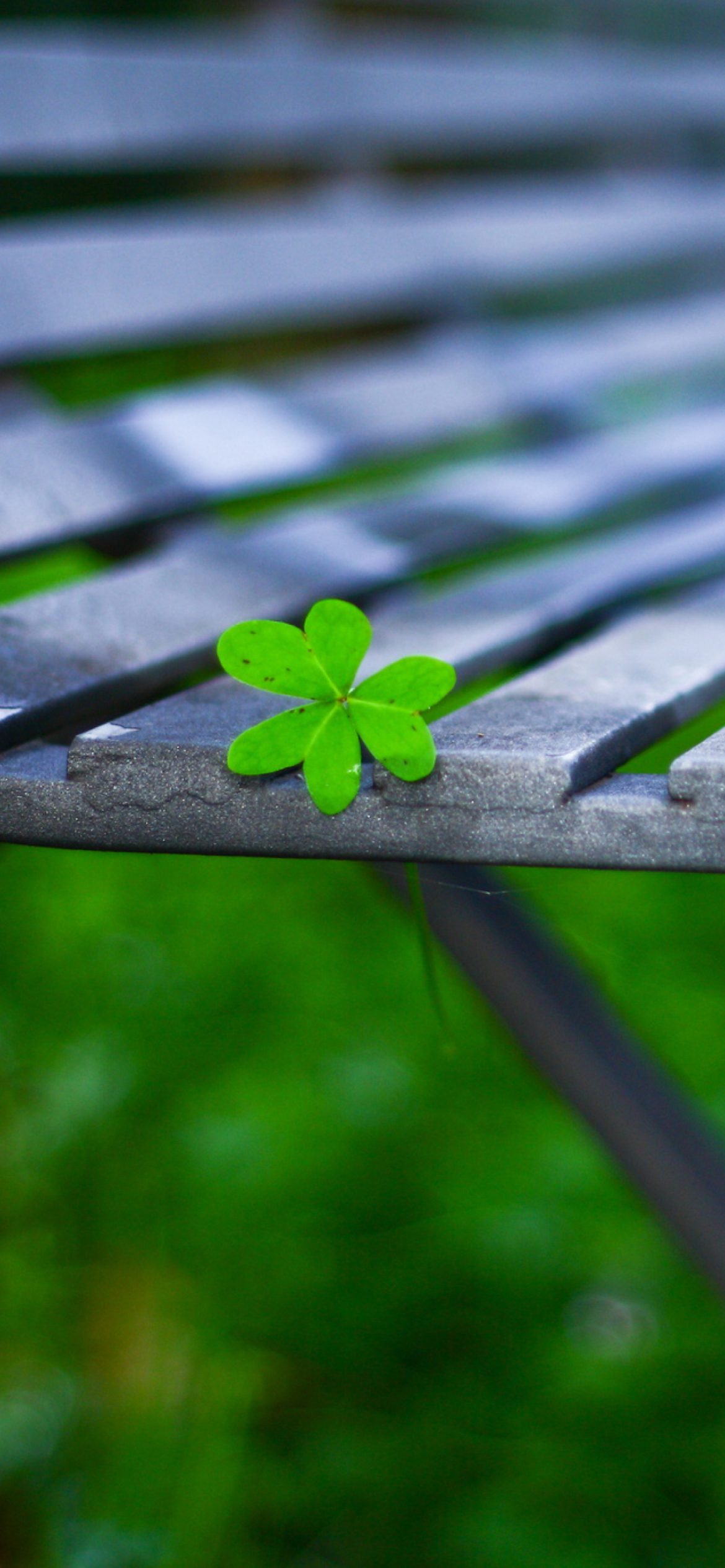 Das Little Green Leaf On Bench Wallpaper 1170x2532