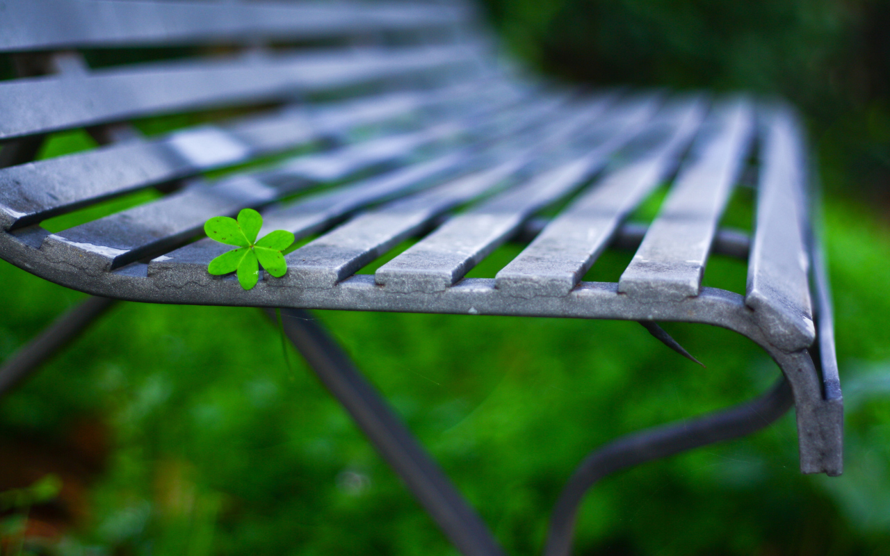 Das Little Green Leaf On Bench Wallpaper 1280x800