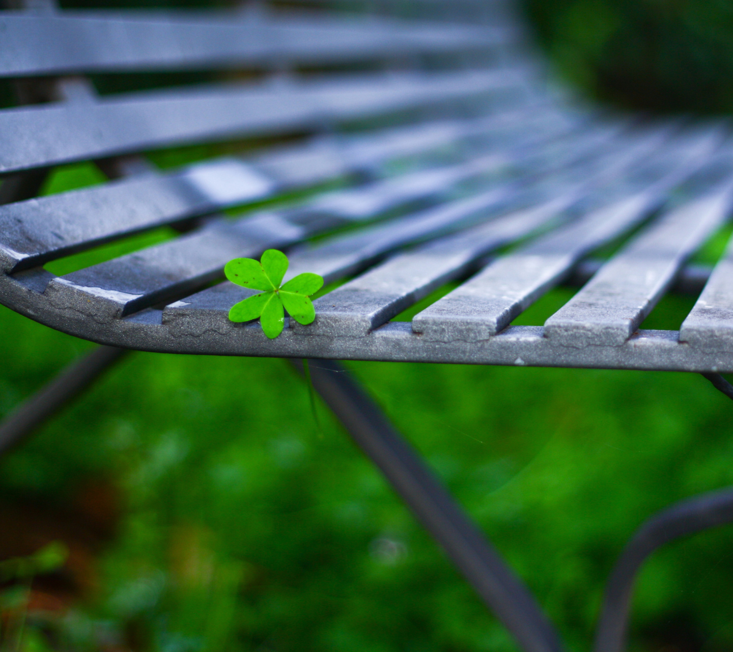 Sfondi Little Green Leaf On Bench 1440x1280