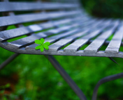 Обои Little Green Leaf On Bench 176x144