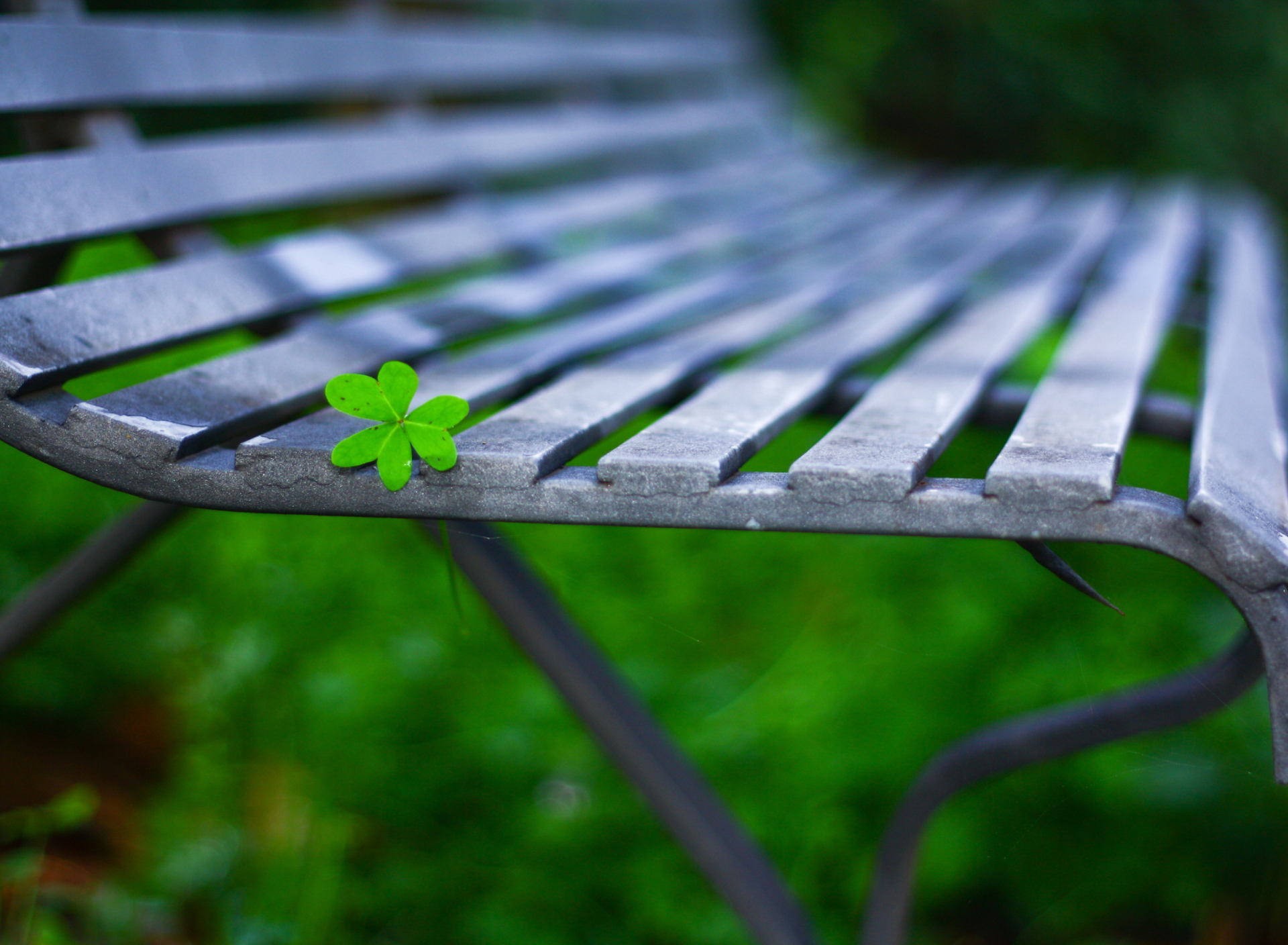 Fondo de pantalla Little Green Leaf On Bench 1920x1408