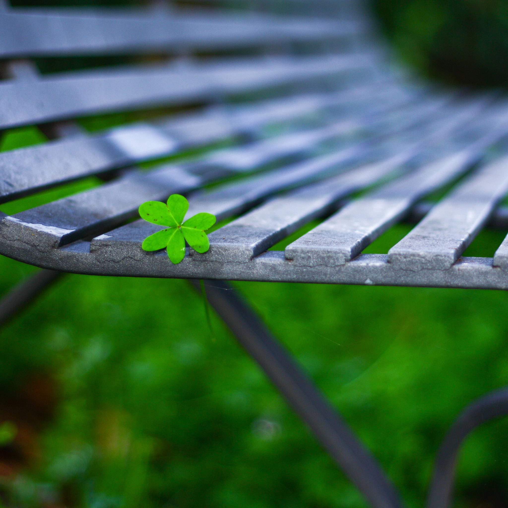 Fondo de pantalla Little Green Leaf On Bench 2048x2048