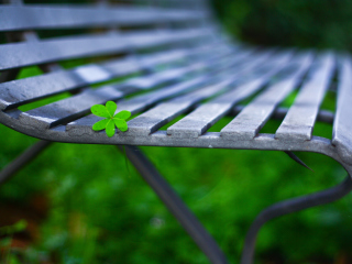 Обои Little Green Leaf On Bench 320x240