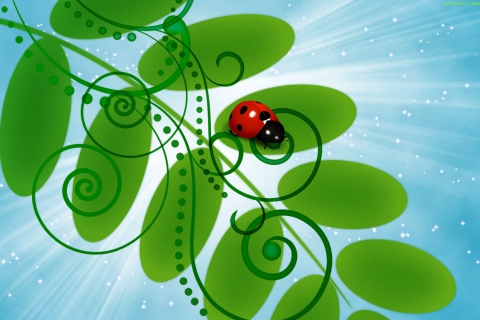 Das Vector Ladybug Wallpaper 480x320