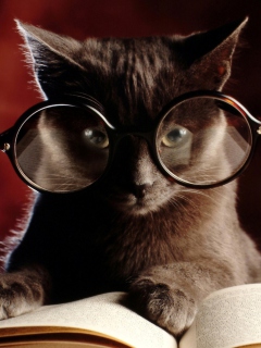 Das Smart Cat Wallpaper 240x320