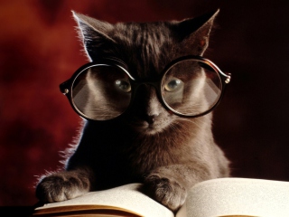 Das Smart Cat Wallpaper 320x240