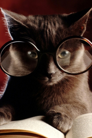 Smart Cat wallpaper 320x480