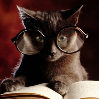 Smart Cat - Obrázkek zdarma pro iPad 3