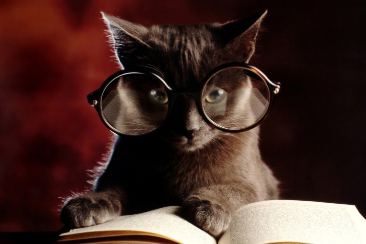 Das Smart Cat Wallpaper