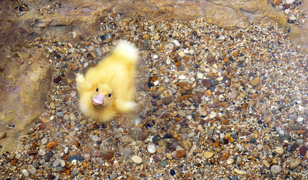 Baby Duck On Clear Water screenshot #1 1024x600