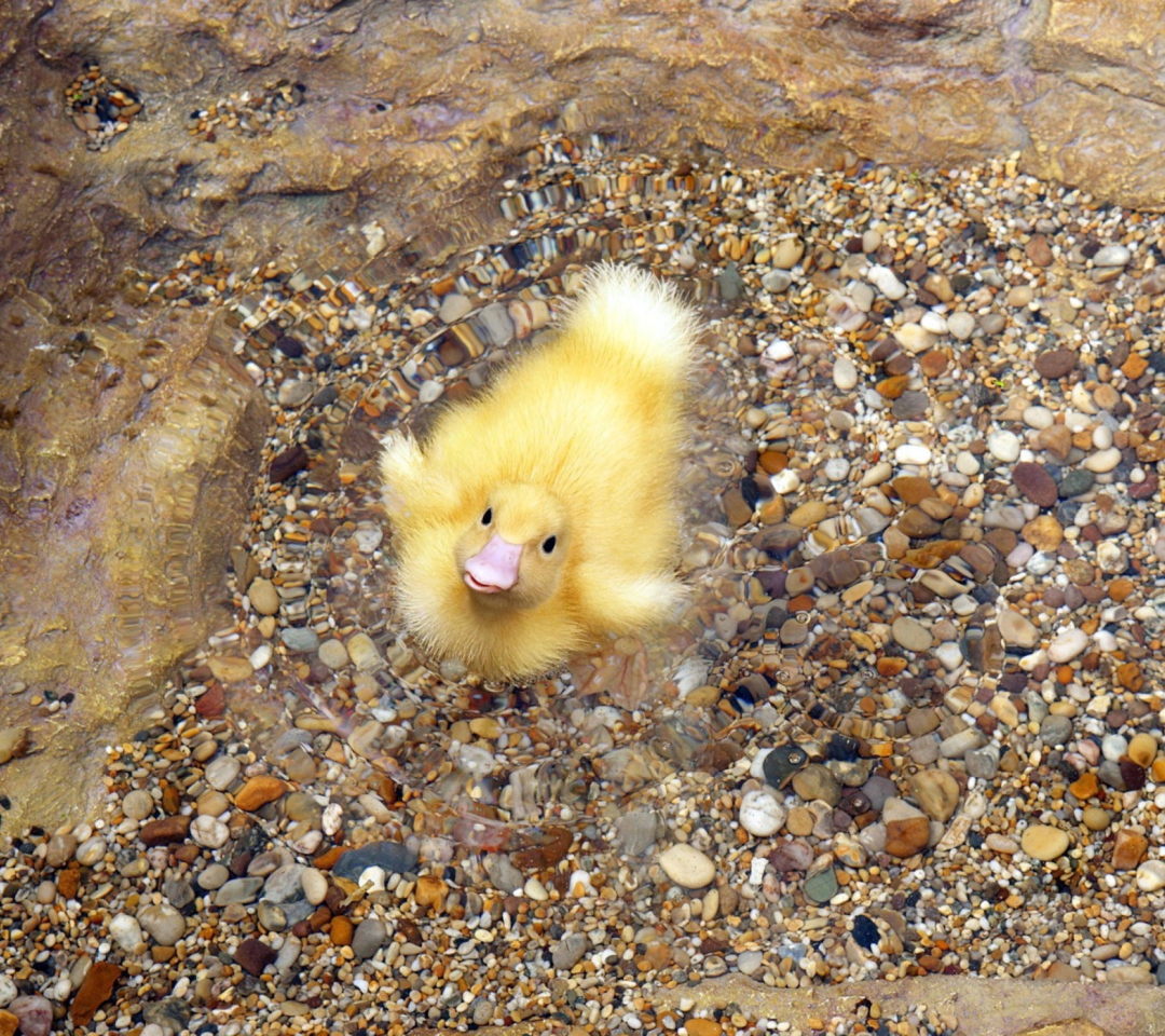 Обои Baby Duck On Clear Water 1080x960