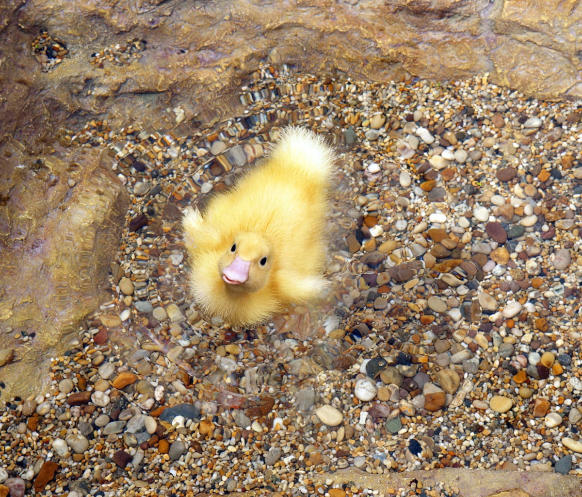 Обои Baby Duck On Clear Water 1200x1024
