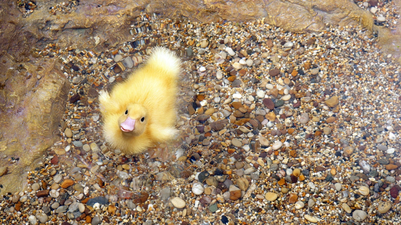 Обои Baby Duck On Clear Water 1366x768