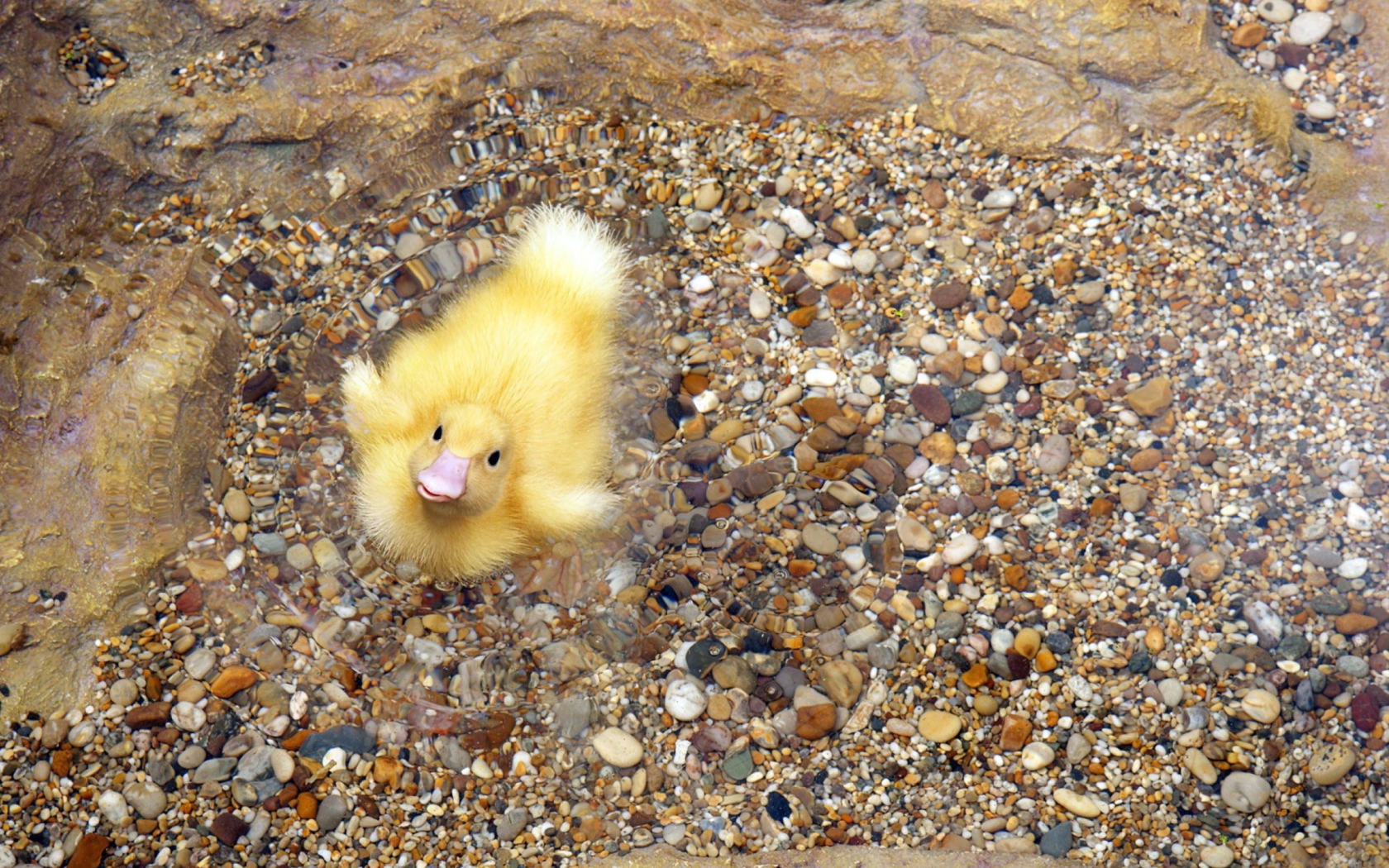 Screenshot №1 pro téma Baby Duck On Clear Water 1680x1050