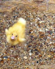 Sfondi Baby Duck On Clear Water 176x220